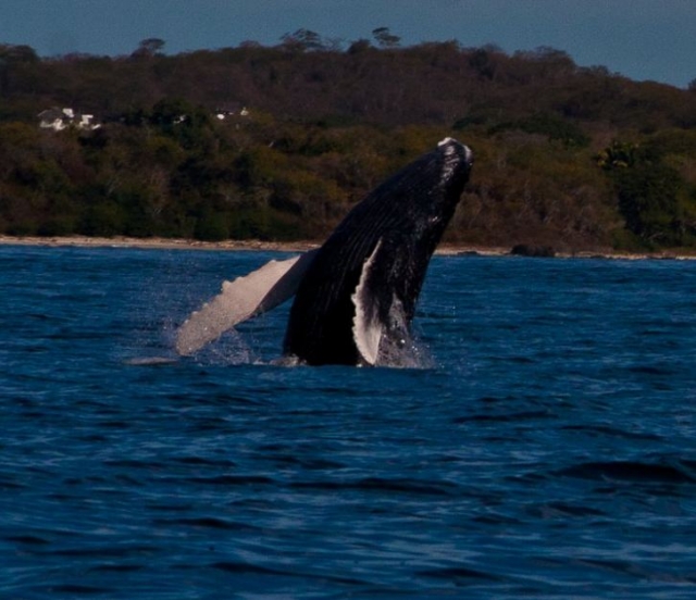 Ver a las ballenas